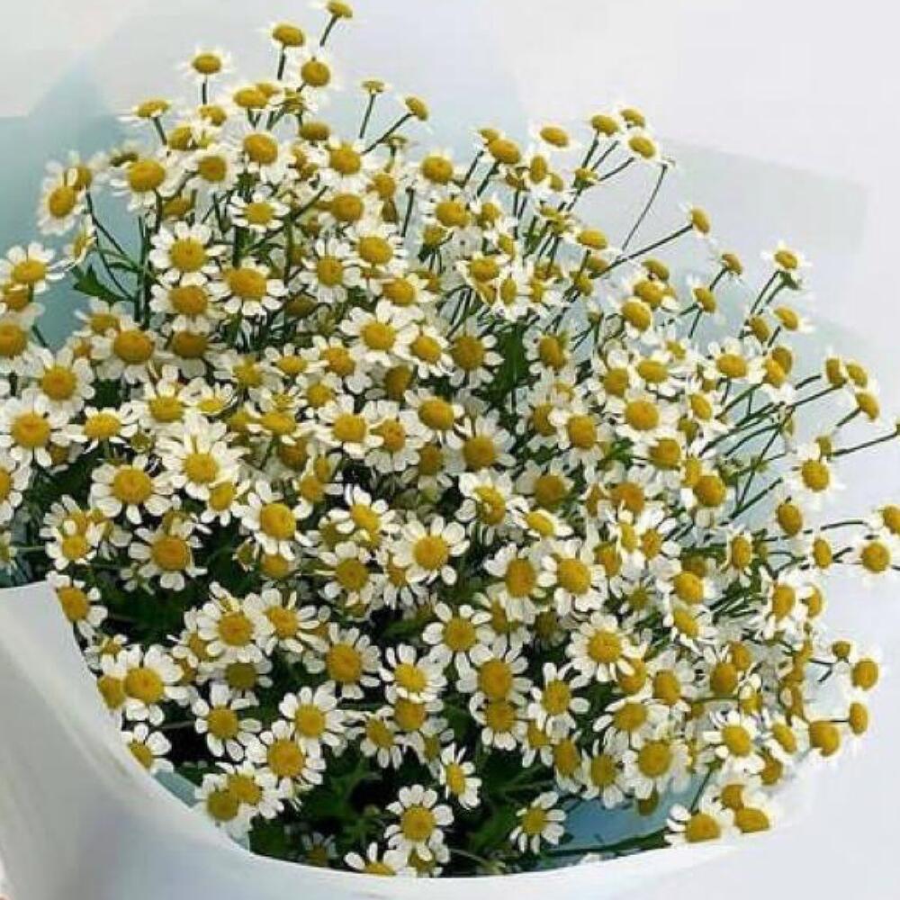 Букет из полевых ромашек, матрикарий