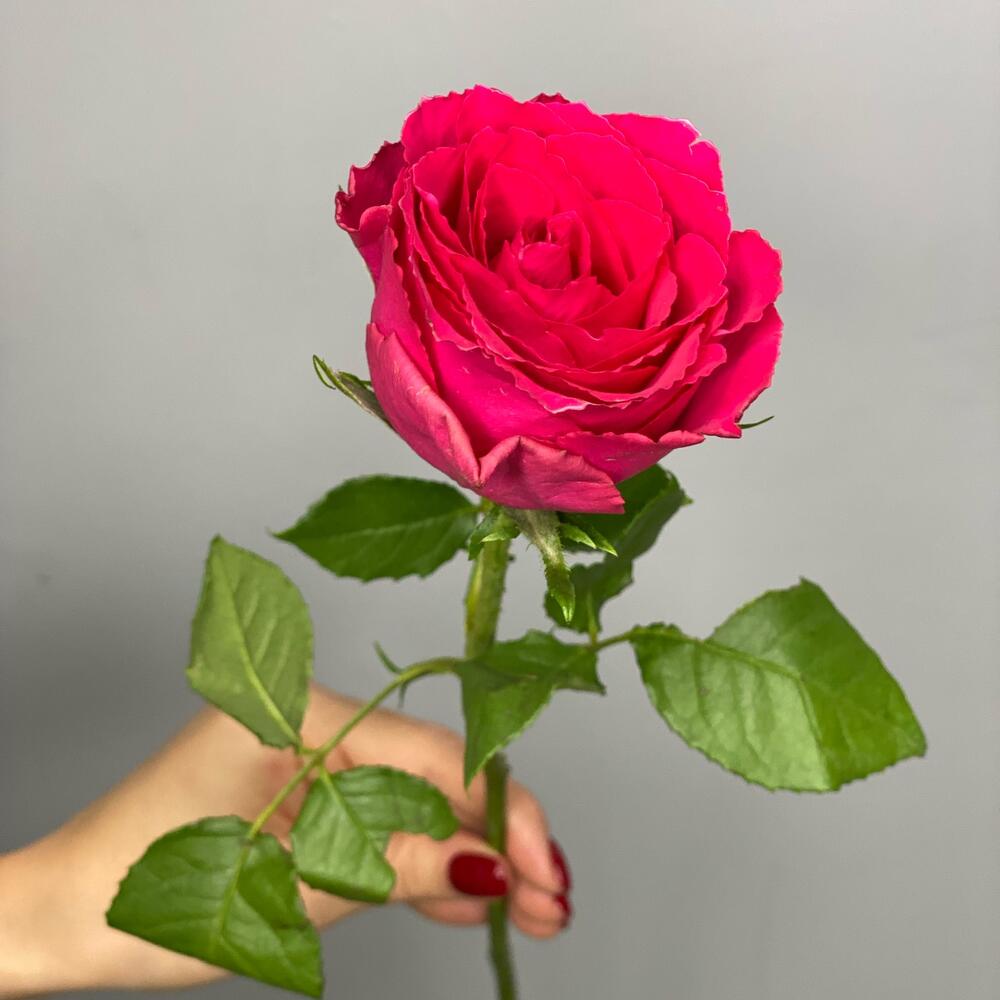 Роза Мадам Серайз цвета малины Роза Мадам Серайз цвета малины